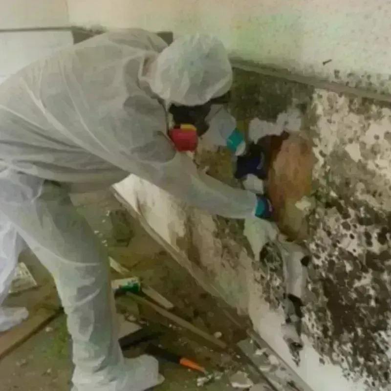 Mold Remediation and Removal in Coney Island, NY